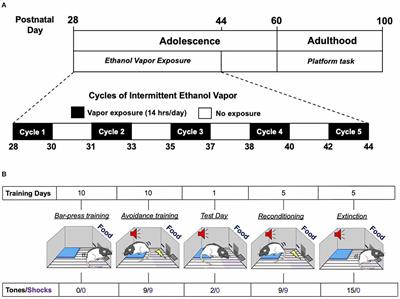 Adolescent alcohol exposure alters threat avoidance in adulthood